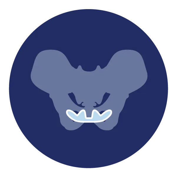 Pelvis with pelvic floor emphasized on blue background