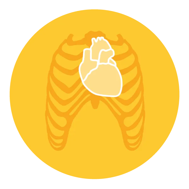 Ribcage outline with heart organ emphasized on yellow background